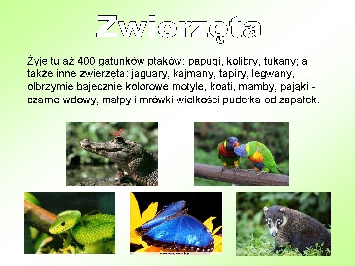 Żyje tu aż 400 gatunków ptaków: papugi, kolibry, tukany; a także inne zwierzęta: jaguary,