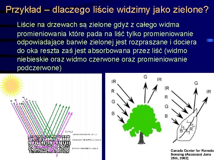 Przykład – dlaczego liście widzimy jako zielone? Liście na drzewach są zielone gdyż z