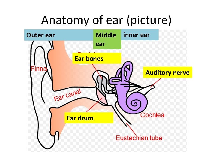 Anatomy of ear (picture) Middle inner ear Outer ear Ear bones Auditory nerve Ear