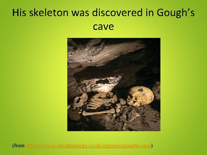 His skeleton was discovered in Gough’s cave (from https: //www. cheddargorge. co. uk/explorer/goughs-cave) His skeleton was discovered in Gough’s cave (from https: //www. cheddargorge. co. uk/explorer/goughs-cave)