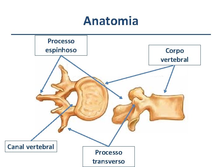 Anatomia Processo espinhoso Canal vertebral Corpo vertebral Processo transverso 