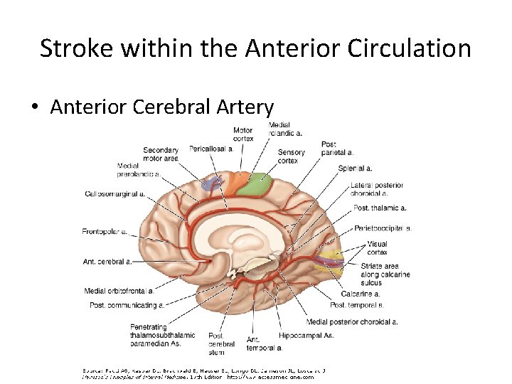 Stroke within the Anterior Circulation • Anterior Cerebral Artery 