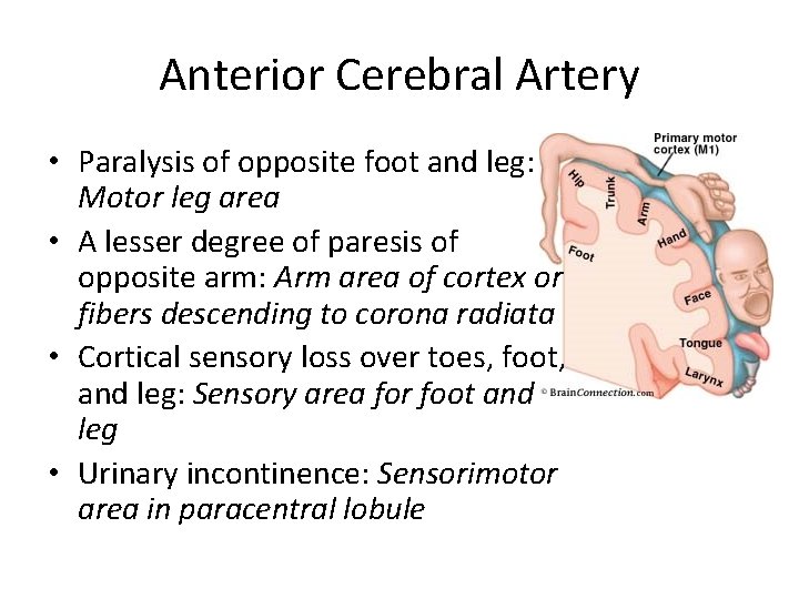 Anterior Cerebral Artery • Paralysis of opposite foot and leg: Motor leg area •