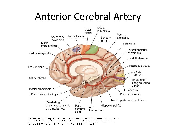 Anterior Cerebral Artery 