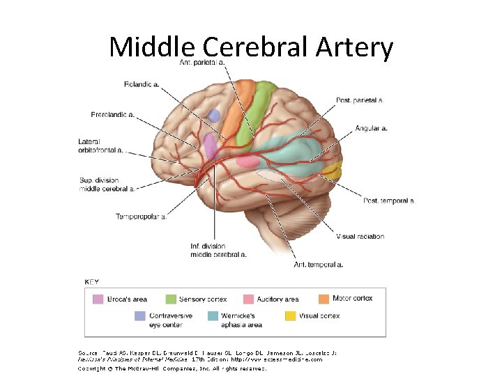 Middle Cerebral Artery 