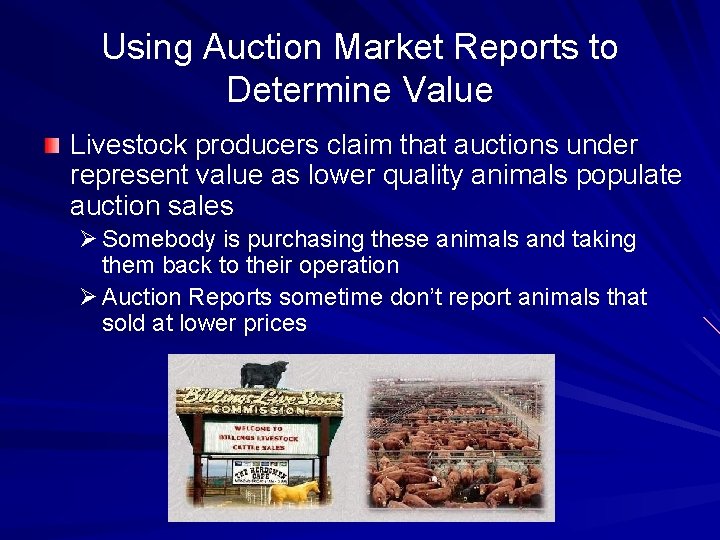 Using Auction Market Reports to Determine Value Livestock producers claim that auctions under represent