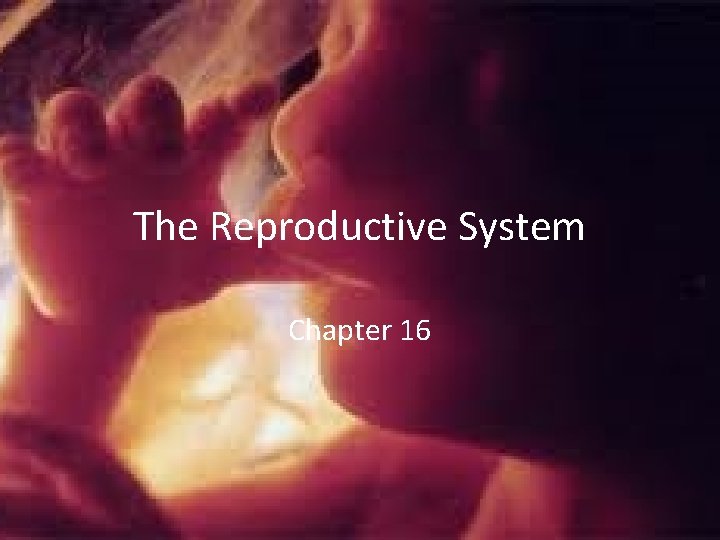The Reproductive System Chapter 16 The Reproductive System Chapter 16