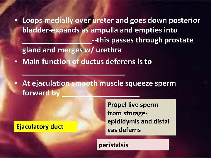 • Loops medially over ureter and goes down posterior bladder-expands as ampulla and • Loops medially over ureter and goes down posterior bladder-expands as ampulla and