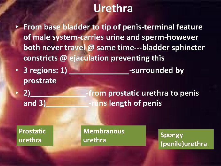 Urethra • From base bladder to tip of penis-terminal feature of male system-carries urine Urethra • From base bladder to tip of penis-terminal feature of male system-carries urine