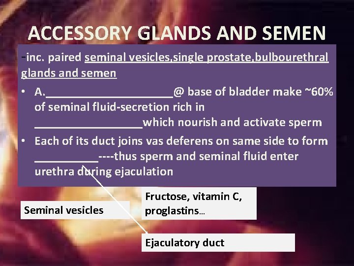 ACCESSORY GLANDS AND SEMEN -inc. paired seminal vesicles, single prostate, bulbourethral glands and semen ACCESSORY GLANDS AND SEMEN -inc. paired seminal vesicles, single prostate, bulbourethral glands and semen