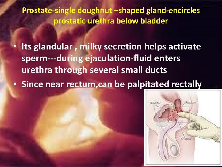 Prostate-single doughnut –shaped gland-encircles prostatic urethra below bladder • Its glandular , milky secretion Prostate-single doughnut –shaped gland-encircles prostatic urethra below bladder • Its glandular , milky secretion