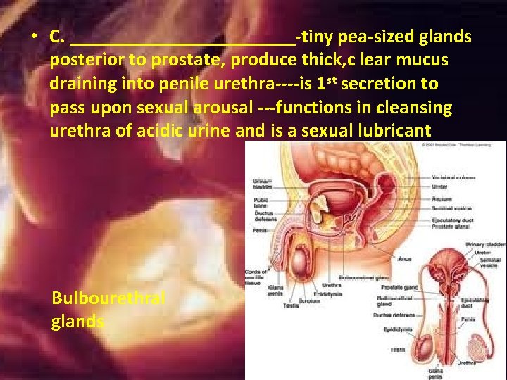 • C. ____________-tiny pea-sized glands posterior to prostate, produce thick, c lear mucus • C. ____________-tiny pea-sized glands posterior to prostate, produce thick, c lear mucus