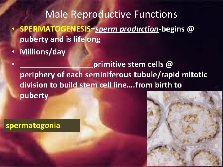 Male Reproductive Functions • SPERMATOGENESIS=sperm production-begins @ puberty and is lifelong • Millions/day • Male Reproductive Functions • SPERMATOGENESIS=sperm production-begins @ puberty and is lifelong • Millions/day •