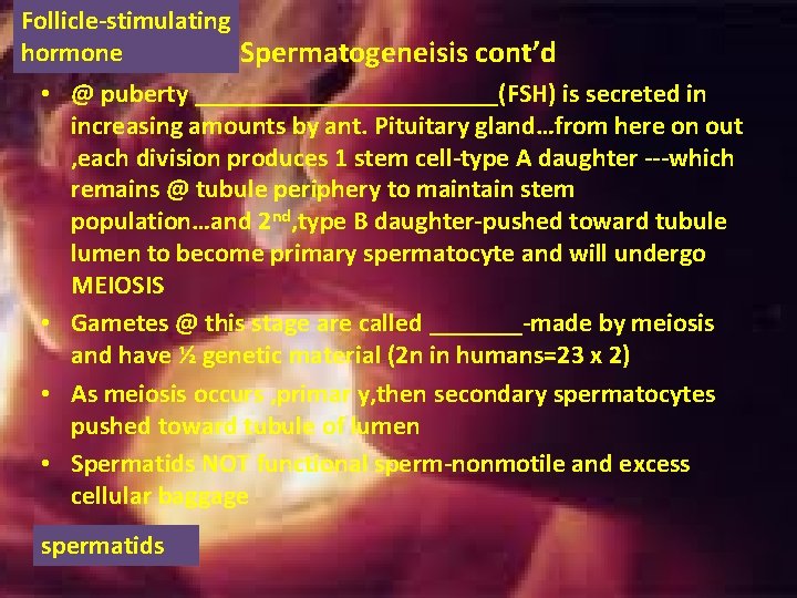 Follicle-stimulating hormone Spermatogeneisis cont’d • @ puberty ____________(FSH) is secreted in increasing amounts by Follicle-stimulating hormone Spermatogeneisis cont’d • @ puberty ____________(FSH) is secreted in increasing amounts by