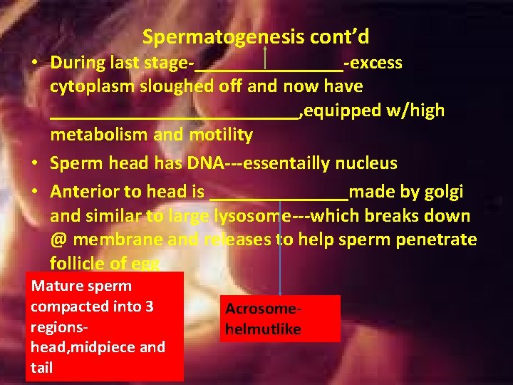 Spermatogenesis cont’d • During last stage-________-excess cytoplasm sloughed off and now have _____________, equipped Spermatogenesis cont’d • During last stage-________-excess cytoplasm sloughed off and now have _____________, equipped