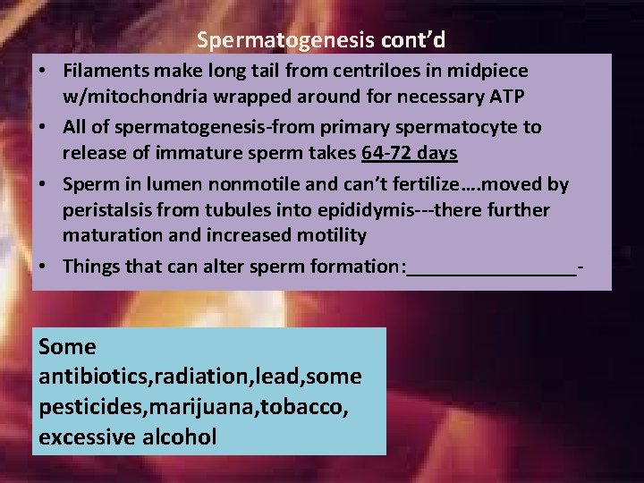 Spermatogenesis cont’d • Filaments make long tail from centriloes in midpiece w/mitochondria wrapped around Spermatogenesis cont’d • Filaments make long tail from centriloes in midpiece w/mitochondria wrapped around
