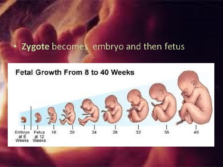 • Zygote becomes embryo and then fetus • Zygote becomes embryo and then fetus