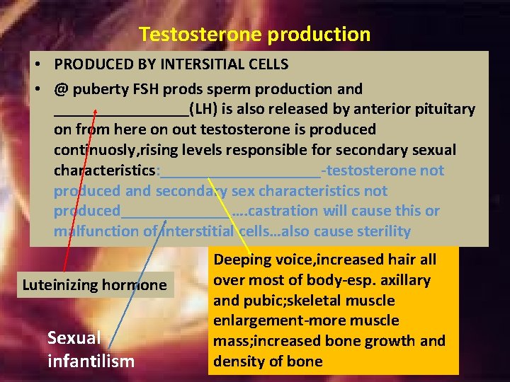Testosterone production • PRODUCED BY INTERSITIAL CELLS • @ puberty FSH prods sperm production Testosterone production • PRODUCED BY INTERSITIAL CELLS • @ puberty FSH prods sperm production