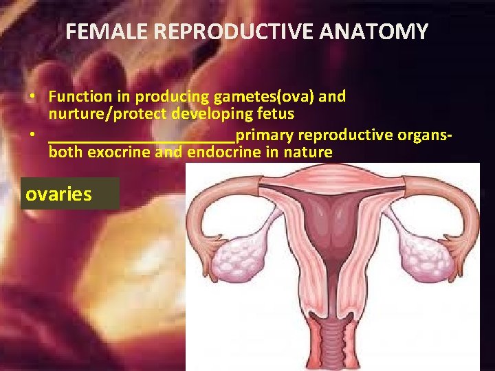 FEMALE REPRODUCTIVE ANATOMY • Function in producing gametes(ova) and nurture/protect developing fetus • ___________primary FEMALE REPRODUCTIVE ANATOMY • Function in producing gametes(ova) and nurture/protect developing fetus • ___________primary