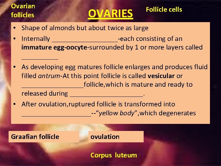 Ovarian follicles OVARIES Follicle cells • Shape of almonds but about twice as large Ovarian follicles OVARIES Follicle cells • Shape of almonds but about twice as large