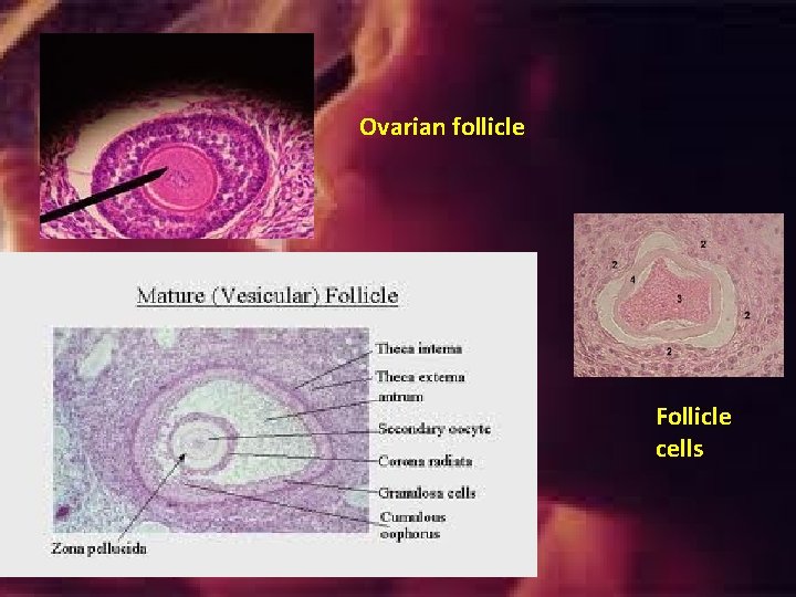 Ovarian follicle Follicle cells Ovarian follicle Follicle cells