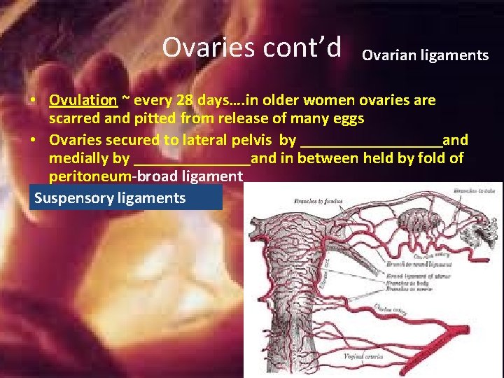 Ovaries cont’d Ovarian ligaments • Ovulation ~ every 28 days…. in older women ovaries Ovaries cont’d Ovarian ligaments • Ovulation ~ every 28 days…. in older women ovaries