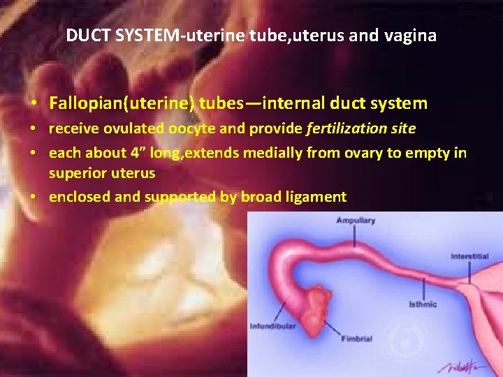 DUCT SYSTEM-uterine tube, uterus and vagina • Fallopian(uterine) tubes—internal duct system • receive ovulated DUCT SYSTEM-uterine tube, uterus and vagina • Fallopian(uterine) tubes—internal duct system • receive ovulated