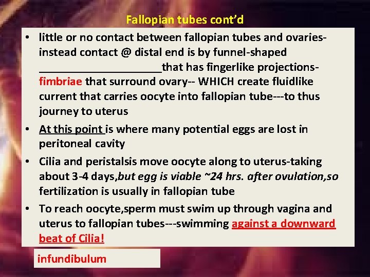 • • Fallopian tubes cont’d little or no contact between fallopian tubes and • • Fallopian tubes cont’d little or no contact between fallopian tubes and