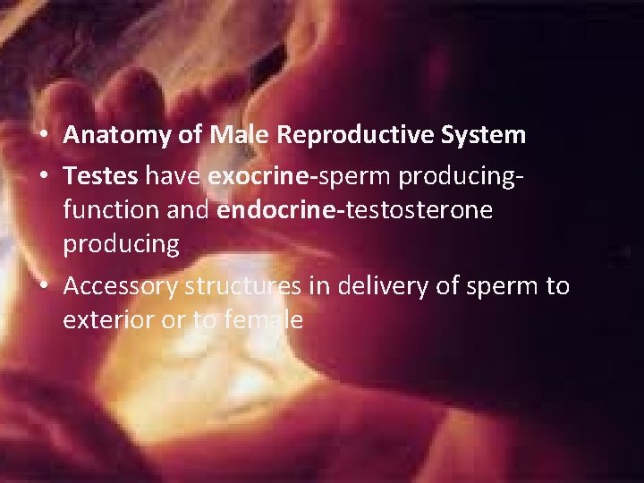 • Anatomy of Male Reproductive System • Testes have exocrine-sperm producingfunction and endocrine-testosterone • Anatomy of Male Reproductive System • Testes have exocrine-sperm producingfunction and endocrine-testosterone