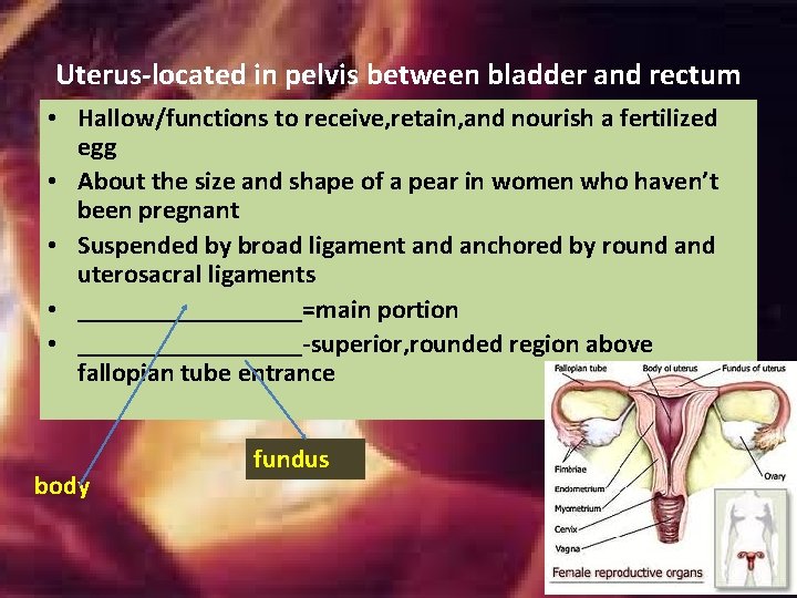 Uterus-located in pelvis between bladder and rectum • Hallow/functions to receive, retain, and nourish Uterus-located in pelvis between bladder and rectum • Hallow/functions to receive, retain, and nourish