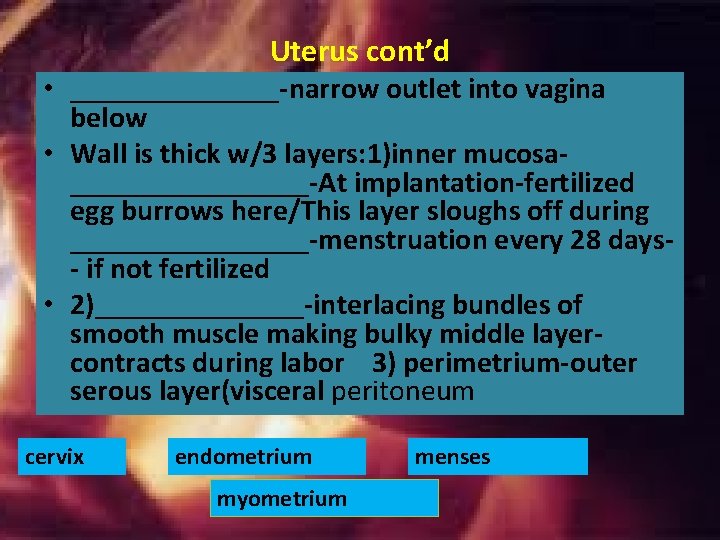 Uterus cont’d • _______-narrow outlet into vagina below • Wall is thick w/3 layers: Uterus cont’d • _______-narrow outlet into vagina below • Wall is thick w/3 layers: