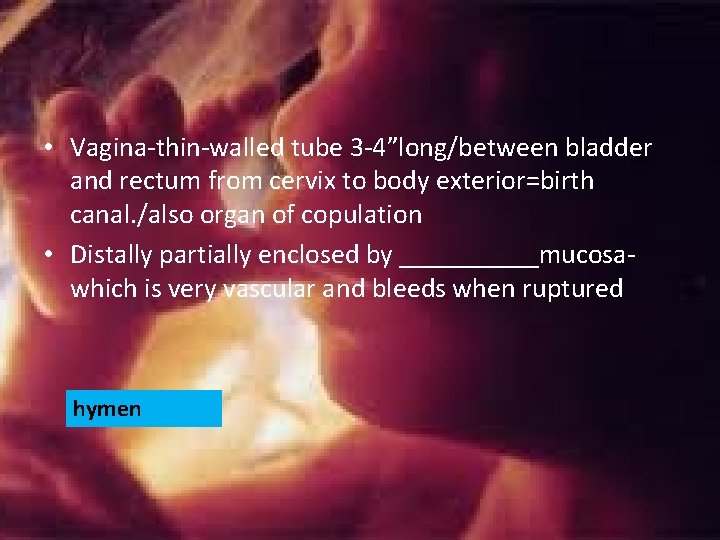 • Vagina-thin-walled tube 3 -4”long/between bladder and rectum from cervix to body exterior=birth • Vagina-thin-walled tube 3 -4”long/between bladder and rectum from cervix to body exterior=birth