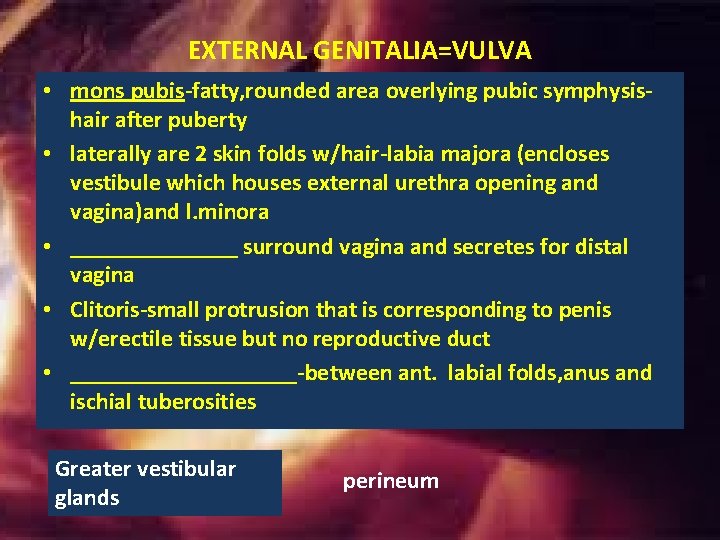 EXTERNAL GENITALIA=VULVA • mons pubis-fatty, rounded area overlying pubic symphysishair after puberty • laterally EXTERNAL GENITALIA=VULVA • mons pubis-fatty, rounded area overlying pubic symphysishair after puberty • laterally