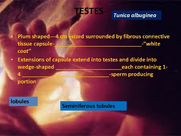 TESTES- Tunica albuginea • Plum shaped---4 cm –sized surrounded by fibrous connective tissue capsule-_______________-“white TESTES- Tunica albuginea • Plum shaped---4 cm –sized surrounded by fibrous connective tissue capsule-_______________-“white