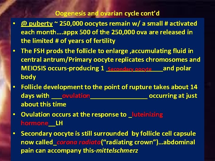 • • • Oogenesis and ovarian cycle cont’d @ puberty ~ 250, 000 • • • Oogenesis and ovarian cycle cont’d @ puberty ~ 250, 000