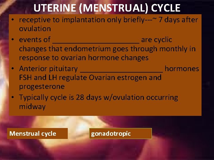 UTERINE (MENSTRUAL) CYCLE • receptive to implantation only briefly---~ 7 days after ovulation • UTERINE (MENSTRUAL) CYCLE • receptive to implantation only briefly---~ 7 days after ovulation •