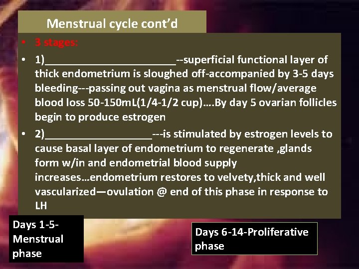 Menstrual cycle cont’d • 3 stages: • 1)___________--superficial functional layer of thick endometrium is Menstrual cycle cont’d • 3 stages: • 1)___________--superficial functional layer of thick endometrium is