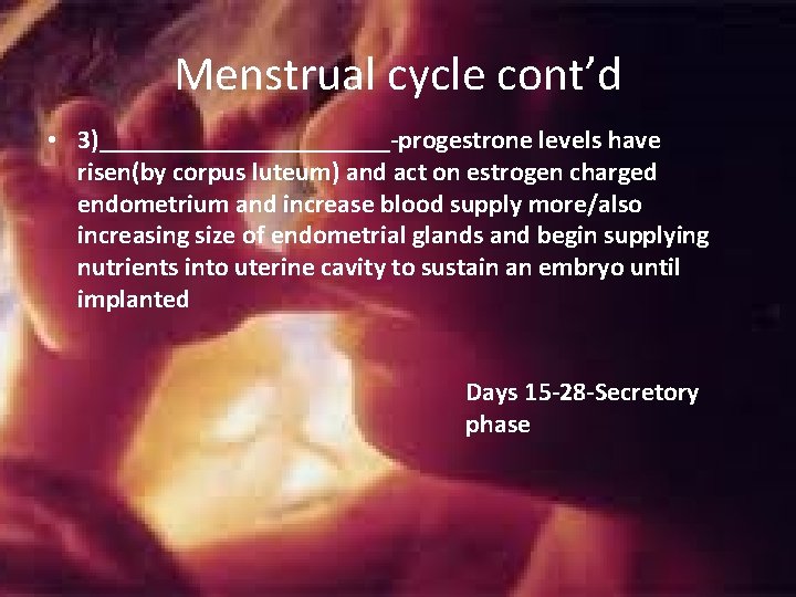 Menstrual cycle cont’d • 3)___________-progestrone levels have risen(by corpus luteum) and act on estrogen Menstrual cycle cont’d • 3)___________-progestrone levels have risen(by corpus luteum) and act on estrogen
