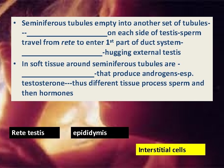 • Seminiferous tubules empty into another set of tubules--__________on each side of testis-sperm • Seminiferous tubules empty into another set of tubules--__________on each side of testis-sperm