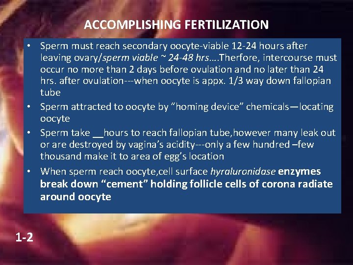 ACCOMPLISHING FERTILIZATION • Sperm must reach secondary oocyte-viable 12 -24 hours after leaving ovary/sperm ACCOMPLISHING FERTILIZATION • Sperm must reach secondary oocyte-viable 12 -24 hours after leaving ovary/sperm