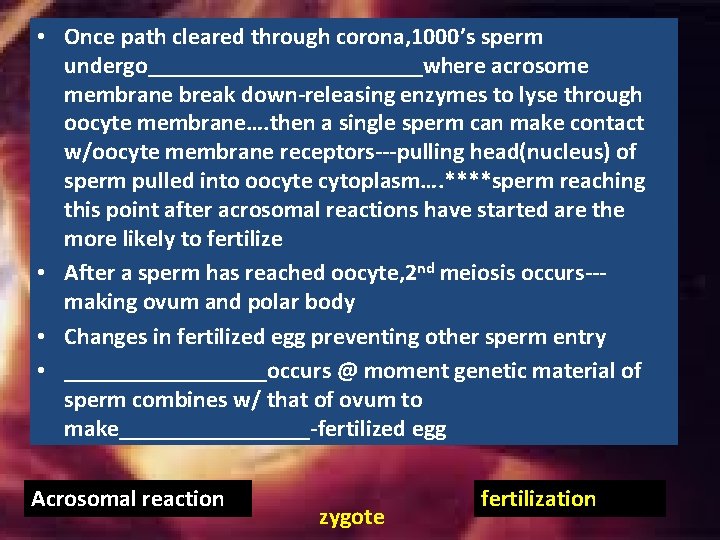 • Once path cleared through corona, 1000’s sperm undergo____________where acrosome membrane break down-releasing • Once path cleared through corona, 1000’s sperm undergo____________where acrosome membrane break down-releasing