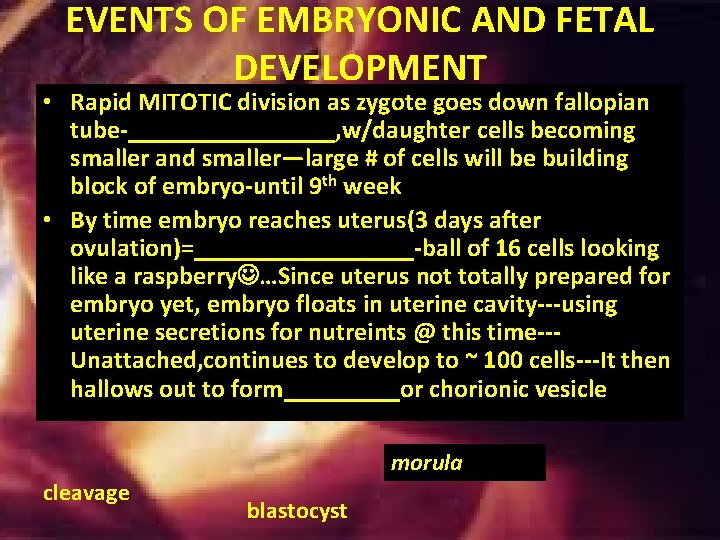 EVENTS OF EMBRYONIC AND FETAL DEVELOPMENT • Rapid MITOTIC division as zygote goes down EVENTS OF EMBRYONIC AND FETAL DEVELOPMENT • Rapid MITOTIC division as zygote goes down