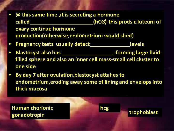 • @ this same time , it is secreting a hormone called___________(h. CG)-this • @ this same time , it is secreting a hormone called___________(h. CG)-this