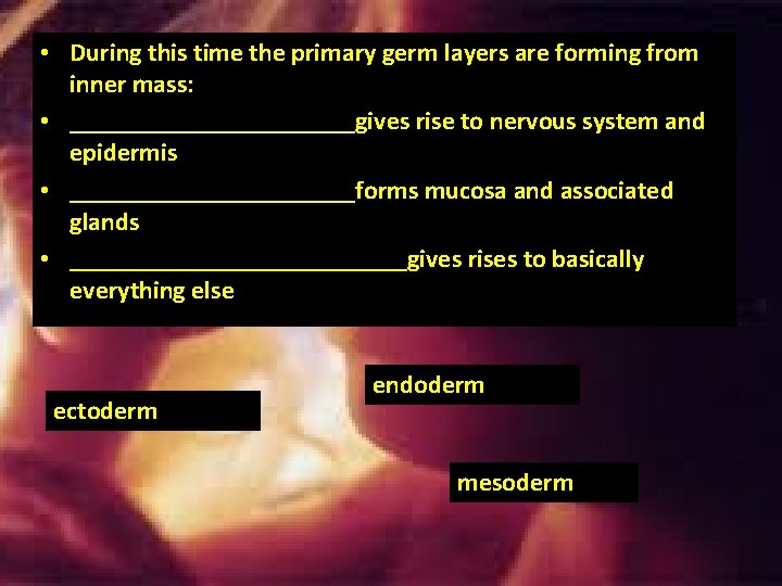 • During this time the primary germ layers are forming from inner mass: • During this time the primary germ layers are forming from inner mass: