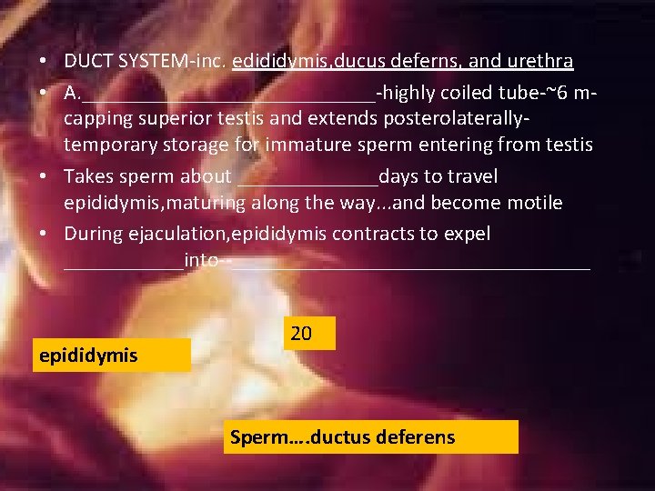 • DUCT SYSTEM-inc. edididymis, ducus deferns, and urethra • A. ______________-highly coiled tube-~6 • DUCT SYSTEM-inc. edididymis, ducus deferns, and urethra • A. ______________-highly coiled tube-~6