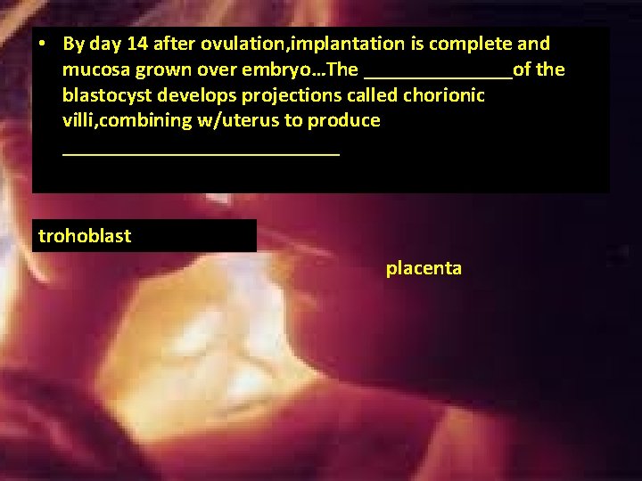 • By day 14 after ovulation, implantation is complete and mucosa grown over • By day 14 after ovulation, implantation is complete and mucosa grown over