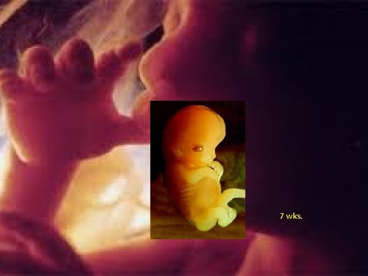 7 wks. 7 wks.