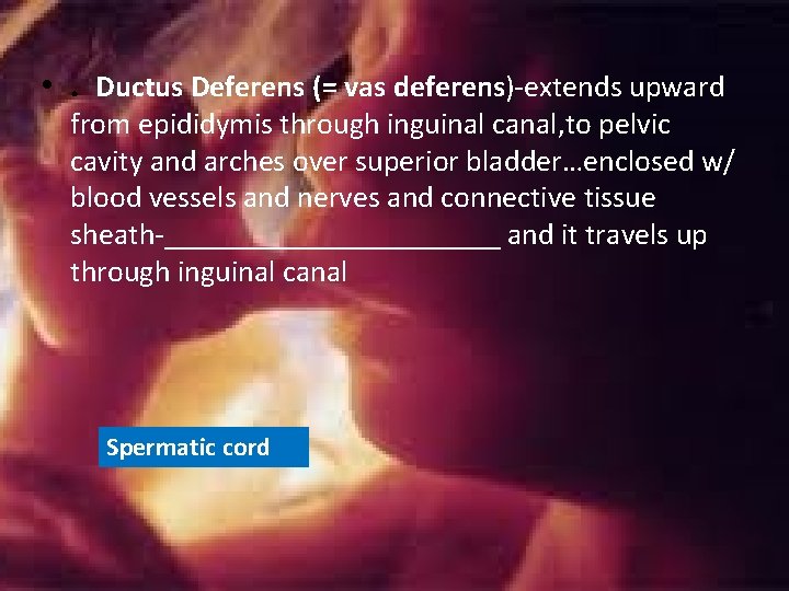 • . Ductus Deferens (= vas deferens)-extends upward from epididymis through inguinal canal, • . Ductus Deferens (= vas deferens)-extends upward from epididymis through inguinal canal,