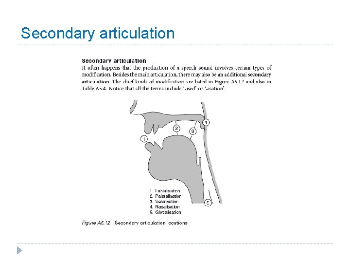 Secondary articulation 