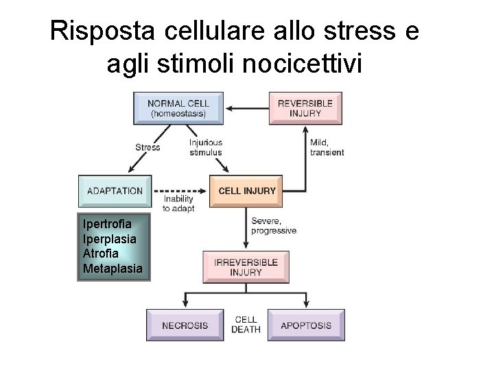 Risposta cellulare allo stress e agli stimoli nocicettivi Ipertrofia Iperplasia Atrofia Metaplasia 